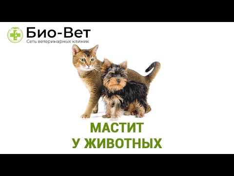 Видео: Мастит у животных. Ветеринарная клиника Био-Вет.