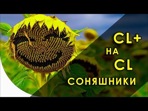 Видео: Почему нельзя Clearfield+ применять на Clearfield-подсолнечниках?