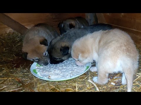 Видео: Щенкам вечерняя подкормка