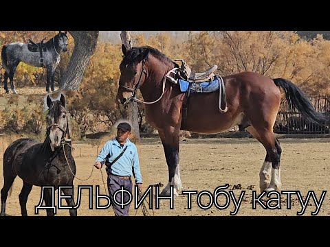 Видео: Аттар сууп бүттү🔥 ЧАБЫШ КЕРЕК ДЕЛЬФИНДИ👆БАКЫТ АКЕДЕ 4 АТ 2 ноября 2025 г.