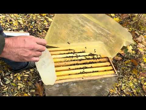 Видео: Сила пчелиных семей идущих в зиму