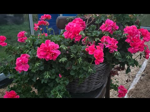 Видео: Собираю зеленый лук в ноябре/ Обзор теплиц/ #деревня #дача #garden #обзор #теплицы #урожай #земля 
