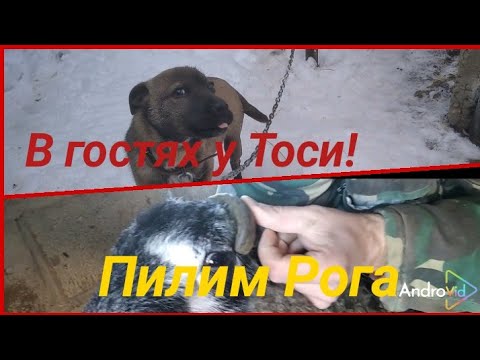 Видео: В гостях у Тоси.Отпиливаем рог у барана и много другое.