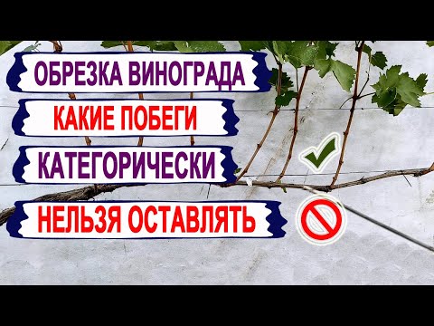 Видео: 🍇 Обрезка винограда! Эти ПОБЕГИ ДАЖЕ НЕ ДУМАЙТЕ ОСТАВЛЯТЬ  для УРОЖАЯ БУДУЩЕГО года. И вот почему!