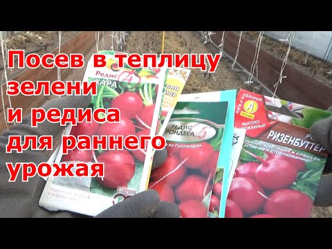 Видео: Посев редиса и зелени для раннего урожая в необогреваемую поликарбонатную теплицу.