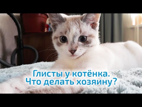 Видео: Глисты у котёнка  Что делать хозяину?