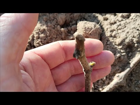 Видео: Раскрыл виноград. А что дальше?