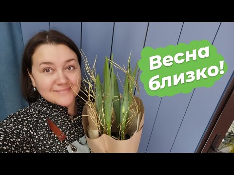 Видео: Ну какова красота! | Дела тепличные Январь 2022 | Посадки на витрину