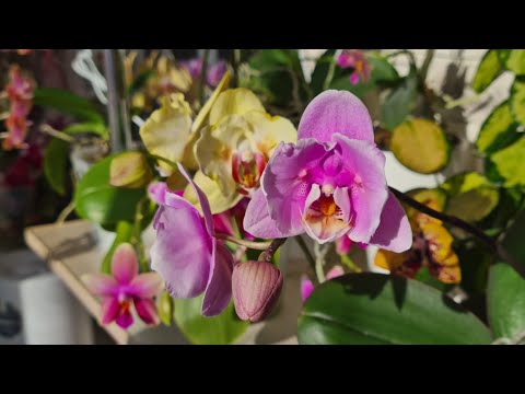 Видео: Цветущие орхидеи🏵🌺🌸 Рай для орхомана💫 Домашнее цветение орхидей нового 2024 года🌟