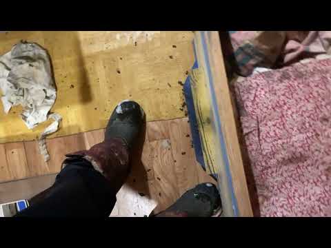 Видео: Пчёлы в последний день осени в зимовнике и на улице