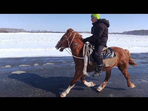 Видео: Заездка Лекера, до табуна. Как это было.