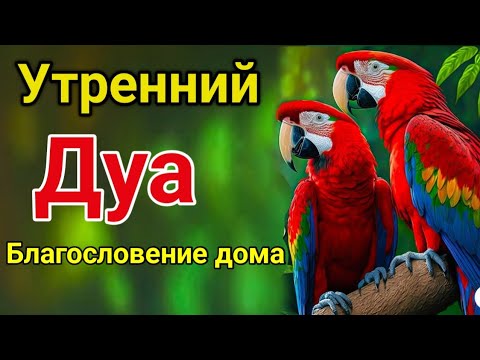 Видео: утренний дуа. дуа каждое утро