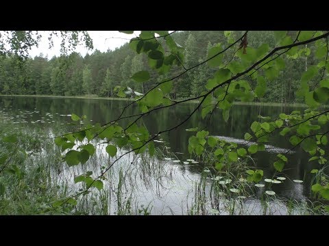 Видео: Осиновские озёра. Ч. 1. Большое Осиновское озеро