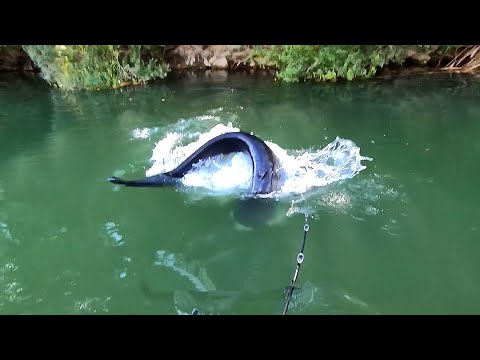 Видео: Удивительные моменты с водными обитателями, снятые на видео!
