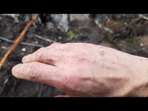 Видео: Бобры устроили переполох.