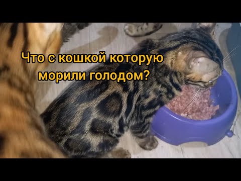 Видео: Что с кошкой которую морили голодом?