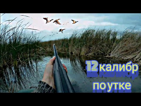 Видео: Полювання на качку. Duck hunting.