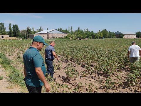 Видео: АМИРОБОД СИНДРОМИ. ЖИНОЯТ ВА ЖАЗО