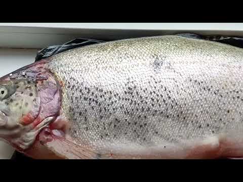 Видео: Мой день #;Покупаю форель с икрой из Форелевого хозяйства.