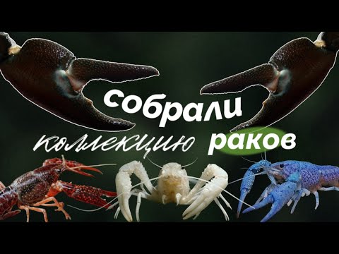 Видео: Семь цветов аквариумных раков в нашей разводне