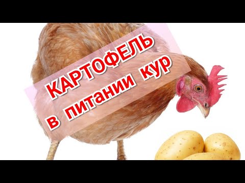 Видео: Картофель в питании кур. Мой подход.