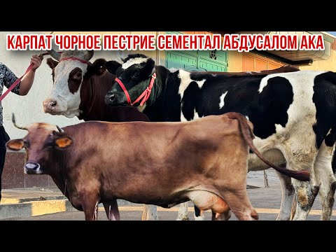 Видео: Навори нав Абдусаломи Унчиги молхои зоти 29 октября 2025 г.