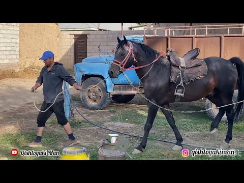 Видео: Аспи нави Дилшод човандоз деҳаи Навобод асп бо номи  "Боди Терай" #buzkashi #horse #лошади #бузкаши