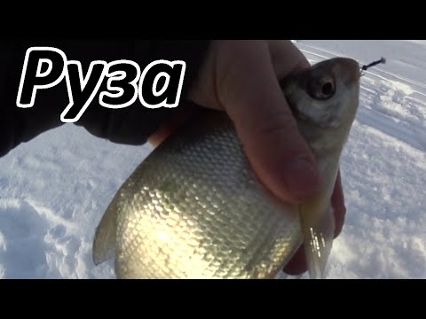 Видео: Коромысло переигрывает безмотылку, с хищником всё сложно. Рузское водохранилище