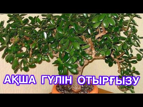 Видео: ТОЛСТЯНКА ГҮЛІН ЕМДЕУ❗️ҚҰТҚАРУ❗️❗️❗️Сестра гүлі-1.