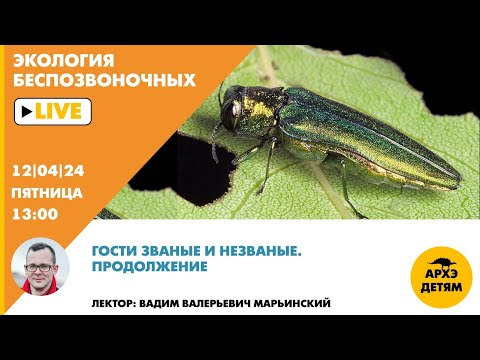 Видео: Занятие "Гости званые и незваные. Часть 2" рубрики "Неурочные беспозвоночные" с Вадимом Марьинским