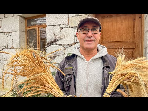 Видео: Здесь выращивают 37 видов местной пшеницы! (Экологическая жизнь и возвращение к природе)