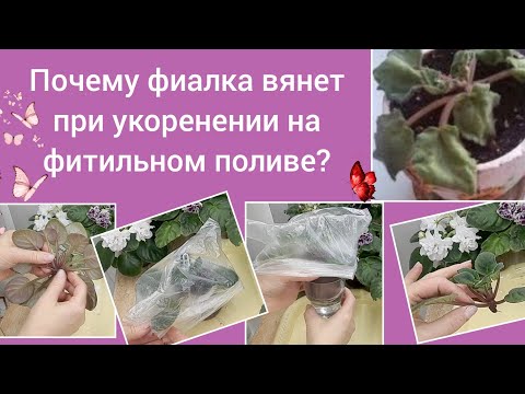Видео: Как избежать проблем укоренения фиалки на фитильном поливе?