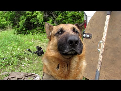 Видео: Кто укусил???