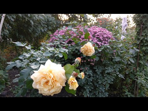 Видео: Розы. Лучшие розы в моем саду. Высокие чайногибридные розы.