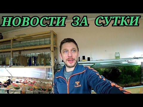 Видео: Новости за сутки и стаю Данио на нерест