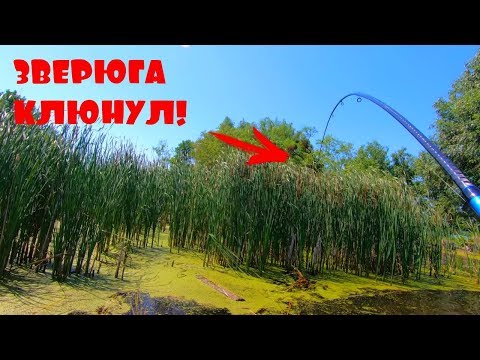 Видео: Нашел болото, где дикие карпы разгибают крючки и обрывают мормышки!