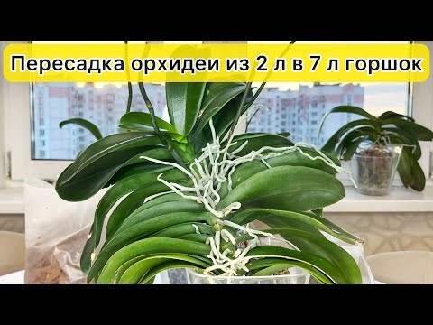 Видео: Пересадка огромной орхидеи с 32 листьями. Вырезать вросшие корни орхидеи из горшка