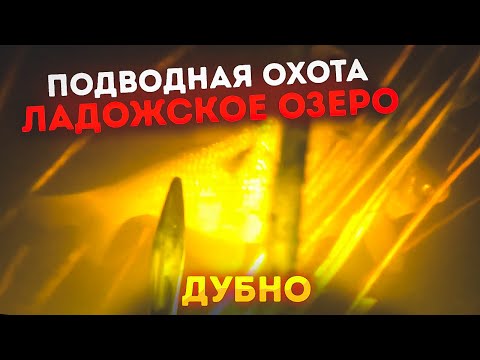 Видео: Подводная охота Дубно (Ладожское озеро).