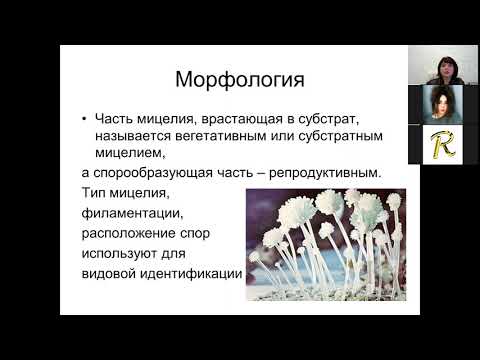 Видео: Г.Ш. Исаева. Возбудители микозов