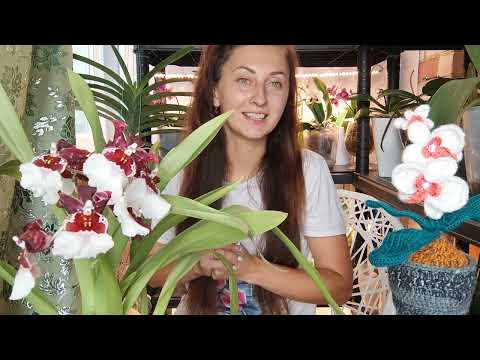 Видео: ДЕЛЮСЬ СЕКРЕТОМ ❗Как ЗАСТАВИТЬ орхидеи ЦВЕСТИ 100%  ПЫШНОЕ , КАСКАДНОЕ ЦВЕТЕНИЕ