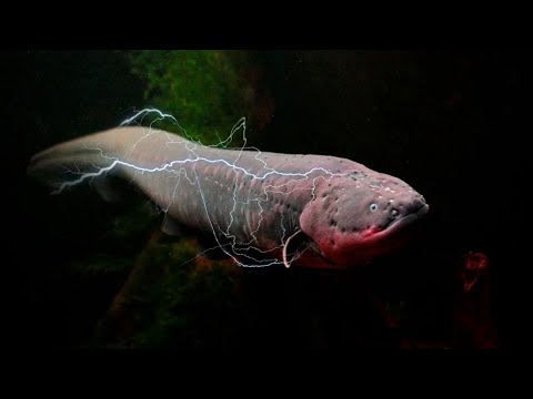 Видео: Это Настоящий Подводный Павербанк - ЭЛЕКТРИЧЕСКИЙ УГОРЬ В ДЕЛЕ!