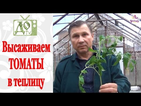 Видео: Высаживаем рассаду ТОМАТОВ в теплицу. Посадка в траншею ЛЁЖА - в чем преимущества?