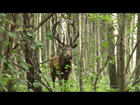 Видео: На оленьем "току" 2