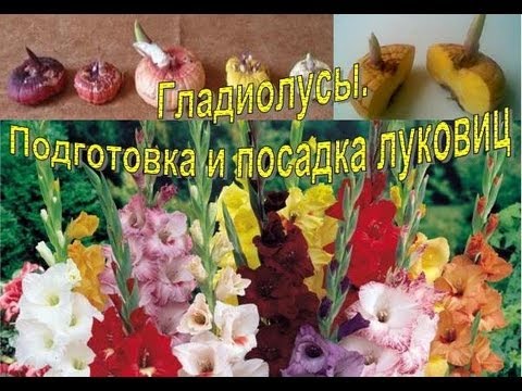 Видео: ГЛАДИОЛУСЫ. Подготовка и посадка луковиц