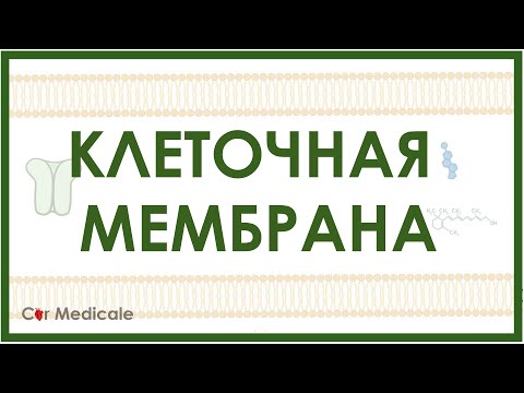 Видео: Клеточная мембрана: холестерин, белки-транспортеры, гликопротеины, гликолипиды