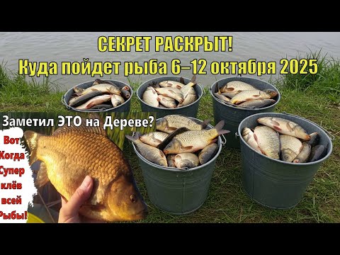 Видео: СЕКРЕТ РАСКРЫТ! 🤫 Куда пойдет рыба 6–12 октября?