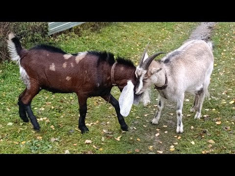 Видео: Лес/ Скотина/ Козья любовь.