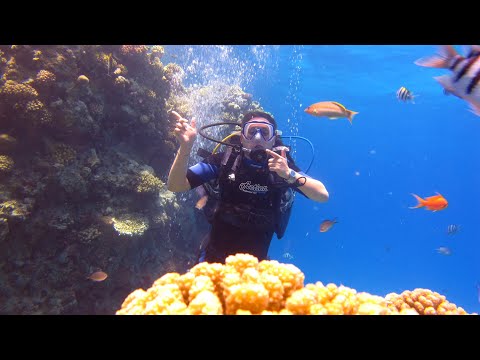 Видео: Малавийские цихлиды утака. African cichlids utaka, malawi. Африканские цихлиды.