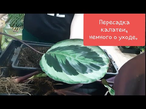 Видео: Пересадка калатеи и немного об уходе.