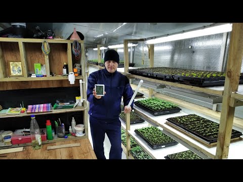 Видео: Какие у нас УСЛОВИЯ ДЛЯ РАССАДЫ ЦВЕТОВ до пикировки? Досветка! Влажность! Температура!